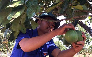 Chán hồ tiêu, cao su, một nông dân ở Gia Lai trồng cây ăn quả và dược liệu VietGAP thu tiền tỷ