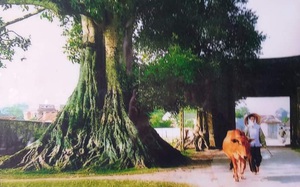 Người làng tôi ở Sài Gòn (kỳ 4): Thế hệ thứ hai