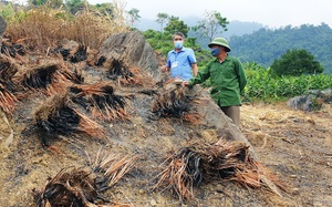 Lào Cai: Đến khổ, vì sao nông dân ở đây trồng sả bạt ngàn cả quả đồi rồi phải tự tay châm lửa đốt?