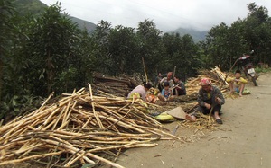Lào Cai: Trồng loài cây bán lá, vỏ sang châu Âu, cứ 1ha thu hơn 1 tỷ, được doanh nghiệp thưởng thêm tiền