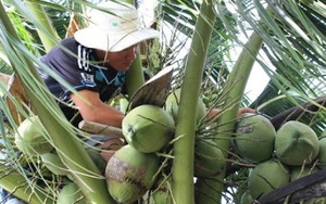 Đặc sản sánh ngang trăm trái dừa thường của Trà Vinh bay sang Úc bán 600.000 đồng/quả vẫn cháy hàng
