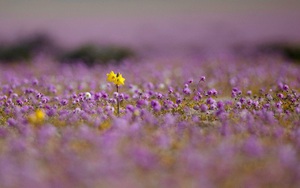 Ảnh: Loài hoa mọc trên sa mạc cằn cỗi bậc nhất thế giới