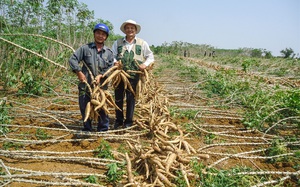 Đang mua của Việt Nam 2 triệu tấn nông sản này, Trung Quốc đột ngột chuyển sang mua của Thái Lan