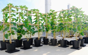 “Nông trại” trồng trong thùng gỗ siêu năng suất trên sân thượng của vợ chồng 9x Đà Nẵng
