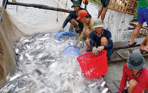 Tại sao Trung Quốc đột ngột giảm mua thủy sản của Việt Nam?