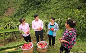 TP.HCM: Huyện cuối cùng về đích nông thôn mới nâng cao là huyện nào? 