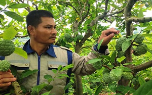 Hải Dương: Bí quyết trồng na trái vụ thu tiền gấp đôi của nông dân Chí Linh 