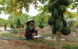 Phú Yên: Trồng đu đủ lùn, cây thấp tè đã ra trái quá trời, mỗi năm nông dân thu hàng trăm triệu