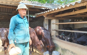 Thanh Hóa: Vay vốn Quỹ hỗ trợ nông dân nuôi bò lai 3B, nông dân ngày càng khá giả