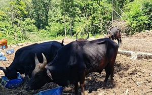 Bất ngờ với đàn bò tót gầy trơ xương ở Ninh Thuận: Sau khi về tự nhiên đã biết… giao phối, săn mồi