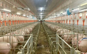 Bán con lợn, nông dân lỗ 2 triệu đồng, giá lợn hơi giảm thế sao thịt ngoài chợ vẫn cao?