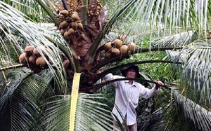 Tiền Giang: Trồng thứ dừa tuy trái “nhỏ nhưng có võ”, mỗi năm ông nông dân đút túi tiền tỷ 