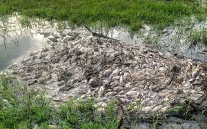 TT-Huế: Doanh nghiệp xả thải độc khiến cá chết hàng loạt bị xử phạt hơn 640 triệu đồng