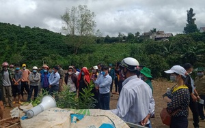 Lâm Đồng: Trồng mắc ca theo hướng an toàn sinh học, nông dân nâng cao chất lượng nông sản