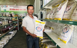Mang lúa ST25 về Tây Nguyên, giám đốc hợp tác xã bán gạo đặc sản với giá cao vẫn đắt hàng