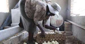 Trung Quốc thí điểm chương trình tài trợ chăn nuôi ở Zimbabwe