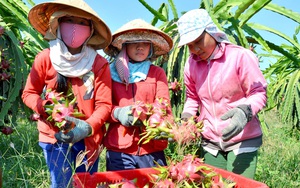 Sau vải thiều, Việt Nam có thêm 1 loại trái cây được cấp “giấy thông hành” vào Nhật Bản
