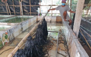 Nuôi lươn không bùn trong bể xi măng, một nông dân tỉnh Phú Yên khá giả hẳn lên