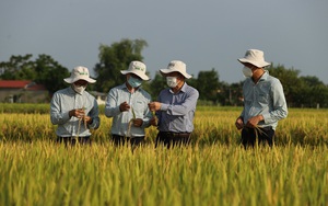 VNR20 là giống lúa gì mà cho năng suất cao lại được bao tiêu sản phẩm, nông dân quê quan họ phấn khởi ra mặt?