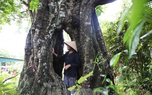 Lạ kỳ cây thị &quot;ăn thề&quot; 700 trăm năm rỗng gốc ở xã Kim Hoa, Hương Sơn, Hà Tĩnh