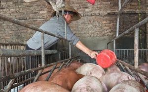 Chủ tịch Tập đoàn Dabaco: Giá lên xuống thất thường, lợn, gà sẽ ăn hết "sổ đỏ" của nông dân"