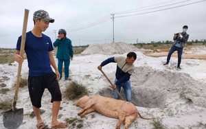 Quảng Nam: Dịch tả lợn châu Phi bùng phát tại 46 xã phường, ngành chức năng cấp tốc dập dịch