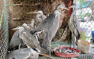 Hội thảo Quốc tế Bảo tồn chim hoang dã: Bộ Tài nguyên và Môi trường hoan nghênh Báo Điện tử Dân Việt
