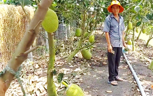 Tiền Giang: Trồng mít Thái, nhờ bí quyết cho trái to đẹp, một ông nông dân lời nửa tỷ/năm 
