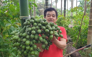 Thanh Hóa: Cau tươi bán giá cao ngất, dân trồng cau mừng như trúng số, "liếc mắt" lên cây là có tiền triệu  