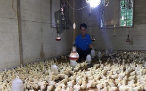 Nông dân Tây Bắc: Chế phẩm vi sinh nuôi gà Lạc Thuỷ, lãi cả trăm triệu