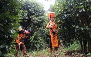 Bắc Giang: Vợ chồng rủ nhau tìm thứ cây dại ở rừng về trồng xen canh trong vườn vải, ai ngờ lại giàu to