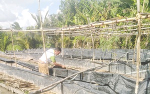 Sóc Trăng: Hỗ trợ nông dân nuôi lươn đẻ trứng, bán lươn giống, sau 5 tháng, chủ hộ lãi 150 triệu đồng
