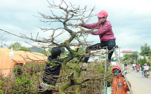Bình Định: Vùng đất dân sống bằng nghề "ôm cây, lặt lá", giáp Tết phải ra đường mưu sinh