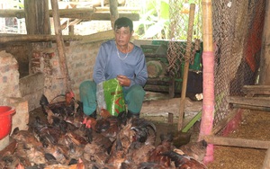 Hiệu quả mô hình “Sản xuất rau kết hợp nuôi gà thịt an toàn sinh học”