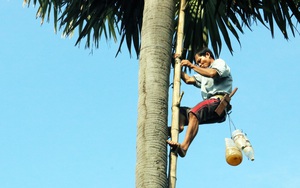 Nghề trèo lên &quot;loài cây kỳ lạ&quot; lấy thứ nước ngọt như mía lùi của người Khmer ở tỉnh An Giang