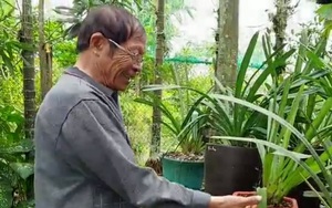 Cựu chiến binh Hải Phòng, gần 30 năm trồng hàng trăm loài cây không ăn được không ngờ lại hái ra tiền