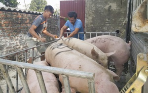 Giá lợn hơi từ 60.000 - 65.000 đồng/kg sẽ hài hòa lợi ích từ sản xuất - lưu thông, phân phối - người tiêu dùng?