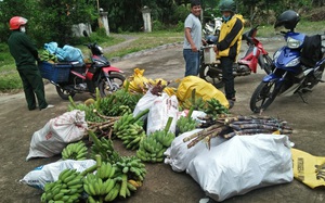 Hội Nông dân Quảng Nam vận động hơn 400 tấn lương thực, thực phẩm tặng bà con TP. HCM và Đà Nẵng