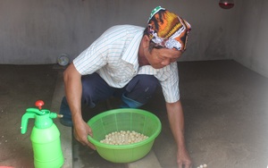 Nam Định: Nuôi ba ba la liệt từ trong nhà ra tới ao, một nông dân thu tiền tỷ mỗi năm