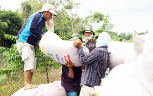 Giá gạo Việt đang đắt nhất thế giới, sao phải tự ti?