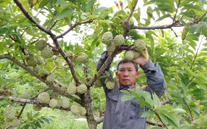 Ninh Bình: &quot;Bắt&quot; na ra quả trái vụ chi chít, vùng đất cằn cỗi bỗng dưng có nhiều triệu phú