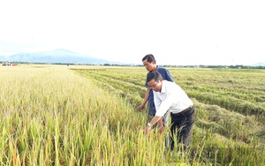 Giá lúa gạo hôm nay 17/11: Thái Lan muốn bán gạo cho Philippines nhưng Philippines chỉ quan tâm gạo Việt