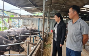 Trung tâm Khuyến nông Quốc gia tập huấn phòng chống đói, rét cho trâu bò tại Yên Bái