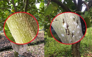 Giá mít Thái hôm nay 16/11: Mít Kem tăng thêm 1.000-2.000 đồng/kg, cây mít bị xì mủ khác cây bị con rệp tấn công