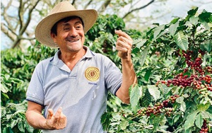 Độc đáo hạt "cà phê núi lửa" nổi tiếng ở Guatemala 