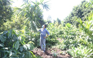 Đắk Lắk: "Cả làng" đổ xô đi trồng loại cây không cành này vì giá bán trái tươi tăng cao "tới nóc"