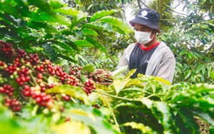 Giá cà phê tăng mạnh mà nông dân Tây Nguyên vẫn lỗ "sặc gạch" (Bài 3): Phải "nịnh" người làm thuê