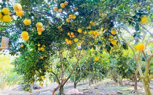 Bắc Giang: Phát triển du lịch từ... những vườn cây ăn quả lớn