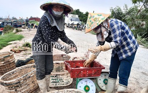 Nam Định: Thứ cá ngày xưa rẻ bèo, nay dân ra biển bắt bán đắt như tôm tươi, bao nhiêu lái cũng "khuân sạch"
