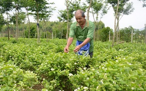 Tuyên Quang: Trồng thứ hoa trắng như bạch ngọc, thơm khắp làng, bán đắt hàng, cảnh đẹp như phim, dân giàu thấy rõ